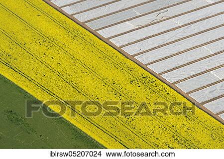 Rape field, Goldenstedt, Vechta County, Lower Saxony, Germany, Europe View Large Photo Image Picture - Rape field, Goldenstedt, Vechta County, Lower Saxony, Germany, Europe. Fotosearch