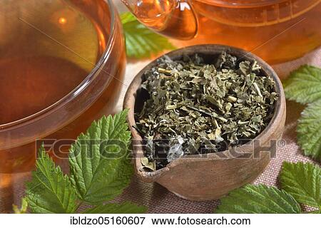 Raspberry and blackberry leaf tea (Rubus idaeus) (Rubus fruticosus), raspberry leaf tea, blackberry leaf tea View Large Photo Image Stock Photo - Raspberry and blackberry leaf tea (Rubus idaeus) (Rubus fruticosus), raspberry leaf tea, blackberry leaf tea. Fotosearch