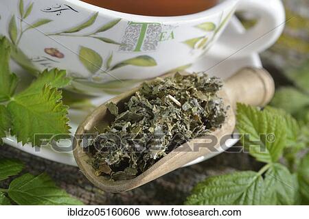 Raspberry and blackberry leaf tea (Rubus idaeus) (Rubus fruticosus), raspberry leaf tea, blackberry leaf tea View Large Photo Image Stock Photograph - Raspberry and blackberry leaf tea (Rubus idaeus) (Rubus fruticosus), raspberry leaf tea, blackberry leaf tea. Fotosearch