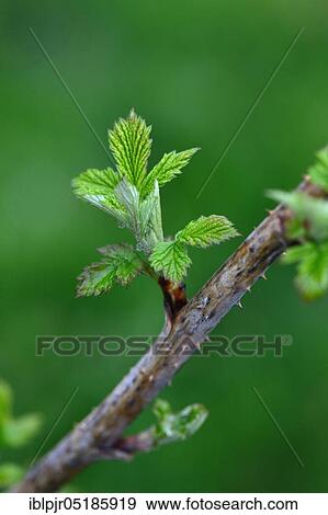 Stock Photo - Raspberry ( Rubus idaeus) cultivated, leaf shoots spring, variety Perpetuelle de Billard, 1868 in France. Fotosearch