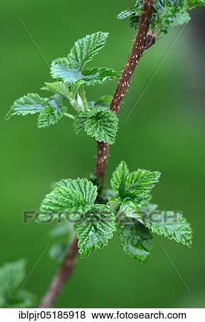 Stock Photo - Raspberry ( Rubus idaeus) variety Golden Queen, leaf emergence in spring. Fotosearch