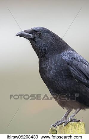 Raven Crow (Corvus corone), Lower Saxony, Germany, Europe View Large Photo Image Stock Photo - Raven Crow (Corvus corone), Lower Saxony, Germany, Europe. Fotosearch