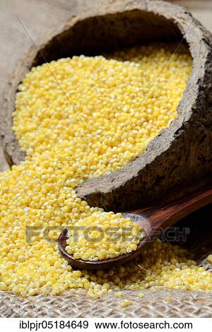 Real millet ( Panicum miliaceum) View Large Photo Image Stock Photo - Real millet ( Panicum miliaceum). Fotosearch