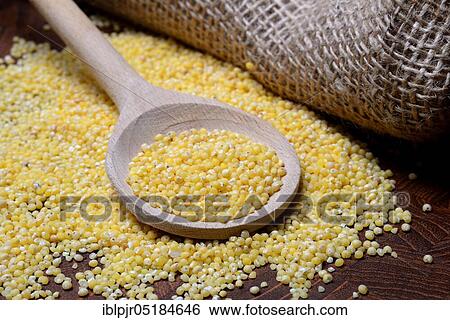 Real millet ( Panicum miliaceum) View Large Photo Image Stock Photograph - Real millet ( Panicum miliaceum). Fotosearch