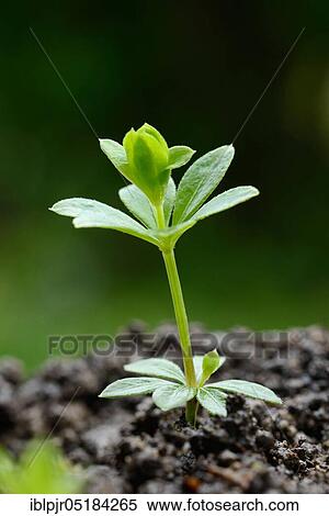 Stock Photography - Real Woodruff (Galium odoratum). Fotosearch