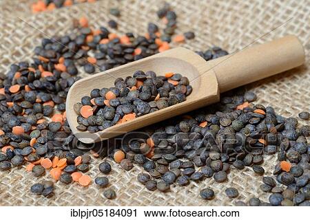 Red and green Lentils ( Lens culinaris) with wooden shovel View Large Photo Image Stock Image - Red and green Lentils ( Lens culinaris) with wooden shovel. Fotosearch
