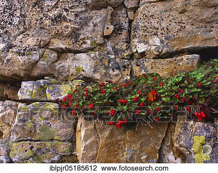 Red berries from dogwood ( Cornus suecica) on rock face, plants, Varanger Peninsula, Norway, Europe View Large Photo Image Stock Image - Red berries from dogwood ( Cornus suecica) on rock face, plants, Varanger Peninsula, Norway, Europe. Fotosearch