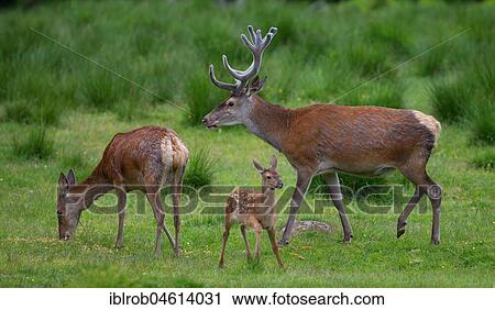 Red deer (Cervus elaphus), doe, red deer with unswept antlers and a young animal in a clearing, Thuringia, Germany, Europe View Large Photo Image Stock Image - Red deer (Cervus elaphus), doe, red deer with unswept antlers and a young animal in a clearing, Thuringia, Germany, Europe. Fotosearch