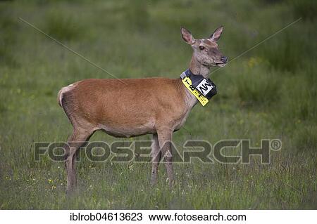 Red deer (Cervus elaphus), doe with transmitter in a clearing, Thuringia, Germany, Europe View Large Photo Image Stock Image - Red deer (Cervus elaphus), doe with transmitter in a clearing, Thuringia, Germany, Europe. Fotosearch