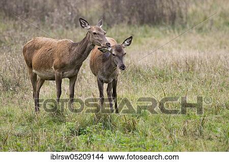 Picture - Red deer (Cervus elaphus), Female and young, Denmark, Europe. Fotosearch