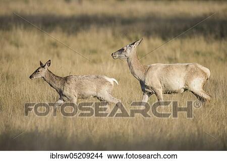 Red deer (Cervus elaphus), Female and young, Denmark, Europe View Large Photo Image Picture - Red deer (Cervus elaphus), Female and young, Denmark, Europe. Fotosearch