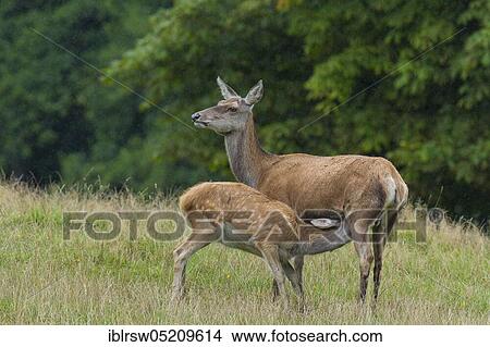 Red deer (Cervus elaphus) female and young, Mecklenburg-Vorpommern, Germany, Europe View Large Photo Image Picture - Red deer (Cervus elaphus) female and young, Mecklenburg-Vorpommern, Germany, Europe. Fotosearch