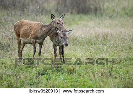 Red deer (Cervus elaphus), Female and young, Denmark, Europe View Large Photo Image Stock Image - Red deer (Cervus elaphus), Female and young, Denmark, Europe. Fotosearch