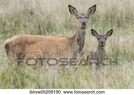 Red deer (Cervus elaphus), Female and young, Denmark, Europe View Large Photo Image Stock Image - Red deer (Cervus elaphus), Female and young, Denmark, Europe. Fotosearch