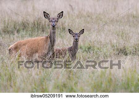 Red deer (Cervus elaphus), Female and young, Denmark, Europe View Large Photo Image Stock Image - Red deer (Cervus elaphus), Female and young, Denmark, Europe. Fotosearch