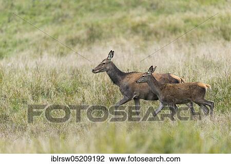 Red deer (Cervus elaphus), Female and young, Denmark, Europe View Large Photo Image Stock Image - Red deer (Cervus elaphus), Female and young, Denmark, Europe. Fotosearch