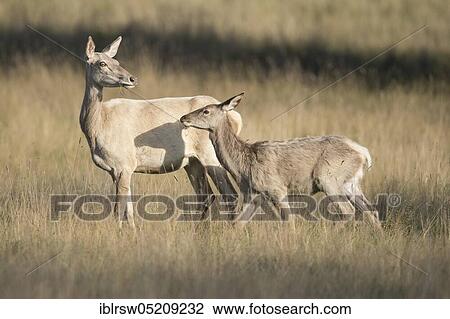 Stock Image - Red deer (Cervus elaphus), Female and young, Denmark, Europe. Fotosearch