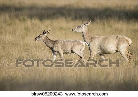 Red deer (Cervus elaphus), Female and young, Denmark, Europe View Large Photo Image Stock Image - Red deer (Cervus elaphus), Female and young, Denmark, Europe. Fotosearch