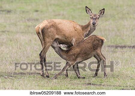 Red deer (Cervus elaphus), Female and young, Denmark, Europe View Large Photo Image Stock Photo - Red deer (Cervus elaphus), Female and young, Denmark, Europe. Fotosearch