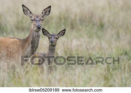 Red deer (Cervus elaphus), Female and young, Denmark, Europe View Large Photo Image Stock Photo - Red deer (Cervus elaphus), Female and young, Denmark, Europe. Fotosearch