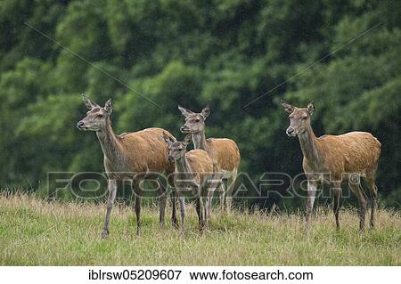 Stock Photo - Red deer (Cervus elaphus) female and young, Mecklenburg-Vorpommern, Germany, Europe. Fotosearch