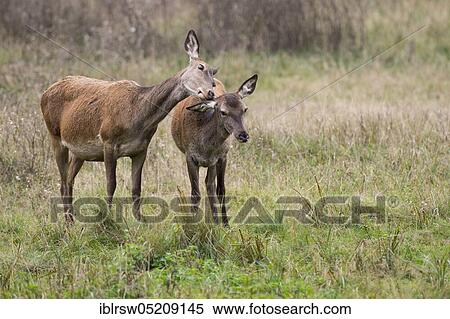 Red deer (Cervus elaphus), Female and young, Denmark, Europe View Large Photo Image Stock Photography - Red deer (Cervus elaphus), Female and young, Denmark, Europe. Fotosearch