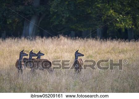 Red deer (Cervus elaphus) female, Denmark, Europe View Large Photo Image Stock Image - Red deer (Cervus elaphus) female, Denmark, Europe. Fotosearch