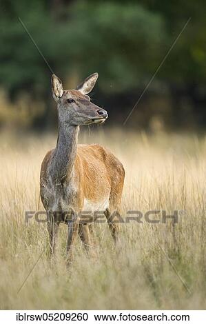 Red deer (Cervus elaphus) female, Denmark, Europe View Large Photo Image Stock Image - Red deer (Cervus elaphus) female, Denmark, Europe. Fotosearch