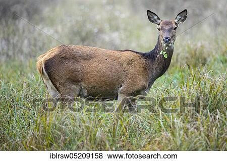 Stock Photo - Red deer (Cervus elaphus) female, Denmark, Europe. Fotosearch
