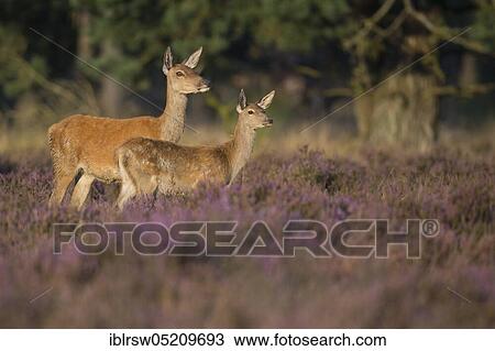 Stock Image - Red deer (Cervus elaphus) Females and young animals, Hoge Veluwe National Park, Province of Gelderland, Netherlands. Fotosearch