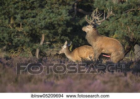 Picture - Red deer (Cervus elaphus) Hoge Veluwe National Park, Province of Gelderland, Netherlands. Fotosearch
