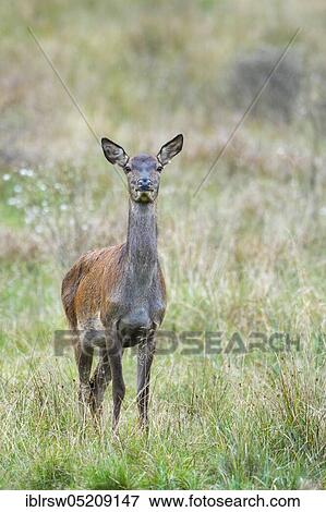Stock Photo - Red deer (Cervus elaphus), Kitten, Denmark, Europe. Fotosearch