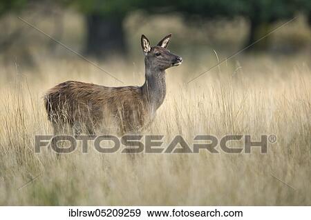 Red deer (Cervus elaphus), Kitten, Denmark, Europe View Large Photo Image Stock Photo - Red deer (Cervus elaphus), Kitten, Denmark, Europe. Fotosearch