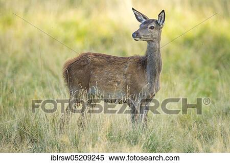 Stock Photography - Red deer (Cervus elaphus), Kitten, Denmark, Europe. Fotosearch