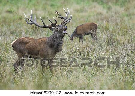 Red deer (Cervus elaphus) male and female, Denmark, Europe View Large Photo Image Stock Image - Red deer (Cervus elaphus) male and female, Denmark, Europe. Fotosearch