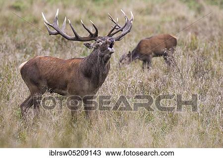 Red deer (Cervus elaphus) male and female, Denmark, Europe View Large Photo Image Stock Image - Red deer (Cervus elaphus) male and female, Denmark, Europe. Fotosearch