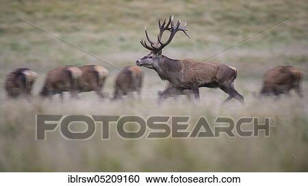 Red deer (Cervus elaphus) male and female, Denmark, Europe View Large Photo Image Stock Image - Red deer (Cervus elaphus) male and female, Denmark, Europe. Fotosearch