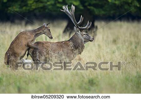 Red deer (Cervus elaphus) male and female, Denmark, Europe View Large Photo Image Stock Image - Red deer (Cervus elaphus) male and female, Denmark, Europe. Fotosearch