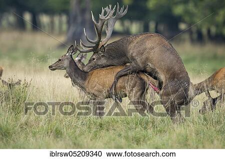 Stock Image - Red deer (Cervus elaphus) male and female, Denmark, Europe. Fotosearch