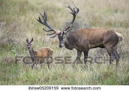 Red deer (Cervus elaphus) male and young, Denmark, Europe View Large Photo Image Stock Photo - Red deer (Cervus elaphus) male and young, Denmark, Europe. Fotosearch
