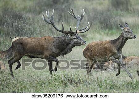 Stock Photograph - Red deer (Cervus elaphus) male and female, Denmark, Europe. Fotosearch