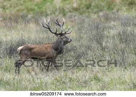 Picture - Red deer (Cervus elaphus) male, Denmark, Europe. Fotosearch