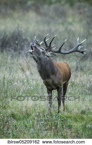 Red deer (Cervus elaphus) male, Denmark, Europe View Large Photo Image Stock Image - Red deer (Cervus elaphus) male, Denmark, Europe. Fotosearch