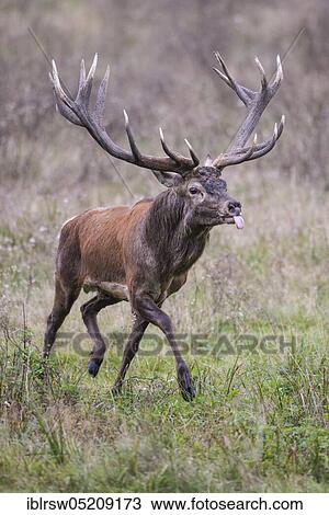 Red deer (Cervus elaphus) male, Denmark, Europe View Large Photo Image Stock Image - Red deer (Cervus elaphus) male, Denmark, Europe. Fotosearch