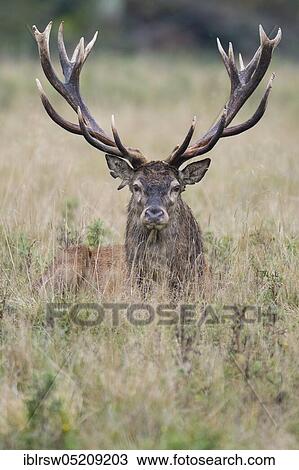 Stock Image - Red deer (Cervus elaphus) male, Denmark, Europe. Fotosearch