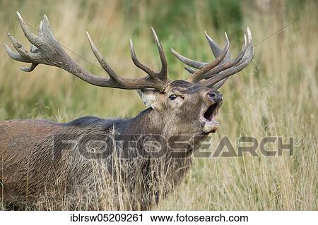 Stock Image - Red deer (Cervus elaphus) male, Denmark, Europe. Fotosearch