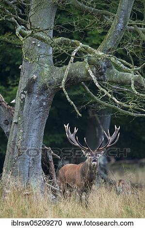 Stock Image - Red deer (Cervus elaphus) male, Denmark, Europe. Fotosearch