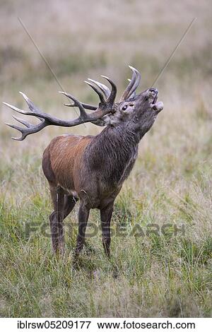 Stock Photo - Red deer (Cervus elaphus) male, Denmark, Europe. Fotosearch