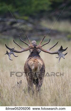 Red deer (Cervus elaphus) male, Denmark, Europe View Large Photo Image Stock Photograph - Red deer (Cervus elaphus) male, Denmark, Europe. Fotosearch