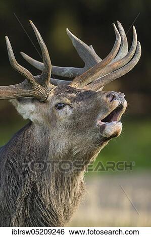 Red deer (Cervus elaphus) male, Denmark, Europe View Large Photo Image Stock Photograph - Red deer (Cervus elaphus) male, Denmark, Europe. Fotosearch